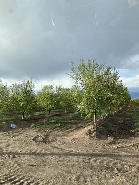 almond trees.jpg